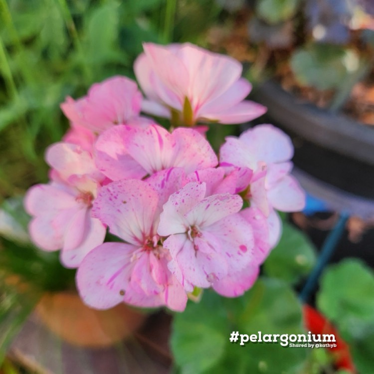 Plant image Pelargonium 'Double Speckles'