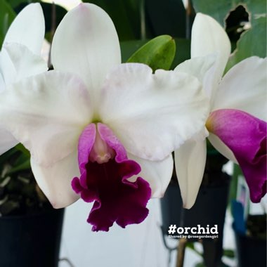 Cattleya