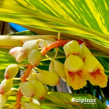 Alpinia zerumbet 'Variegata'