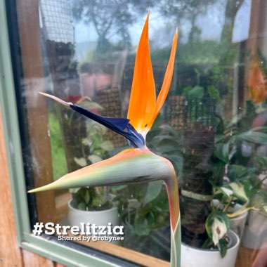 Strelitzia reginae