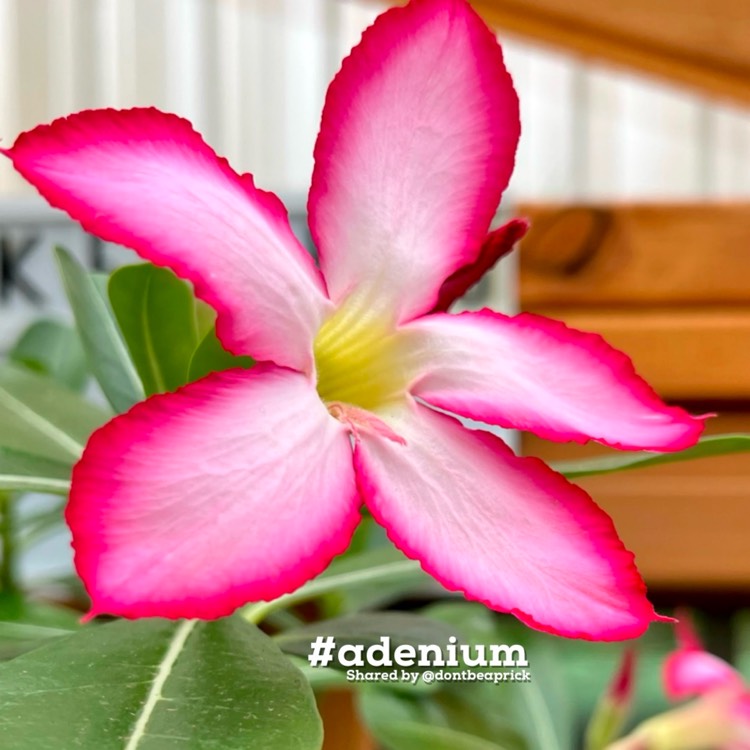 Plant image Adenium