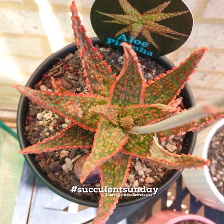 Plant image Aloe 'Piranha'