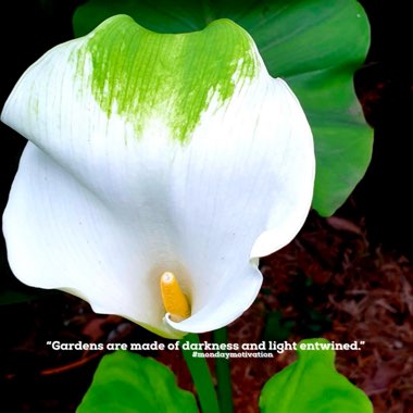 Zantedeschia aethiopica 'Green Goddess'