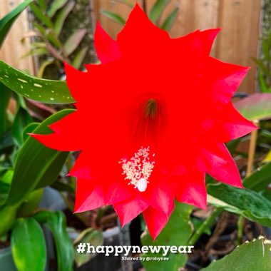 Epiphyllum ackermannii red