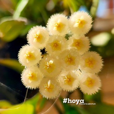 Hoya lacunosa var. lacunosa