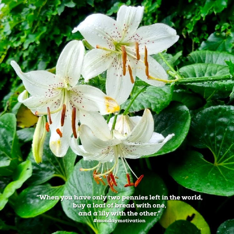 Plant image Lilium 'White Tiger'