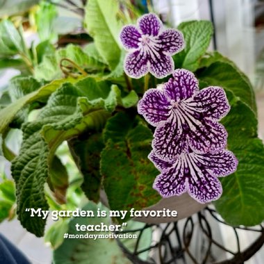 Streptocarpus 'Polka Dot Purple'