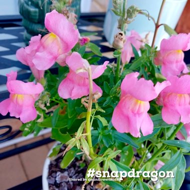 Snapdragon