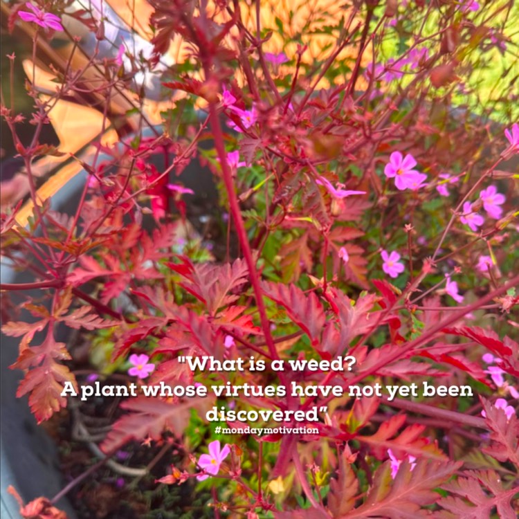 plant image 1730284