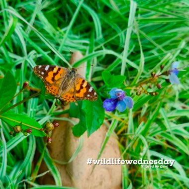 Butterfly Bush