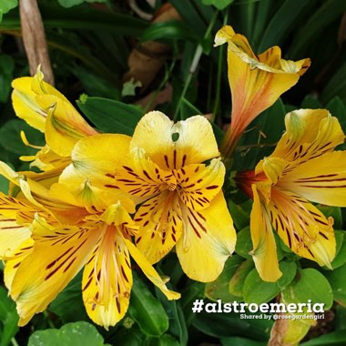 Golden Peruvian Lily