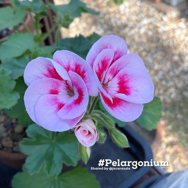 Pelargonium (Geranium)