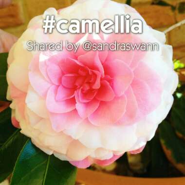 Camellia japonica 'Nuccio's Pearl'