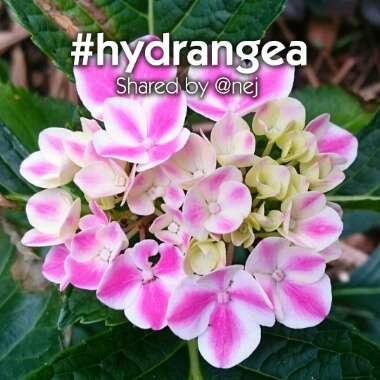 Hydrangea