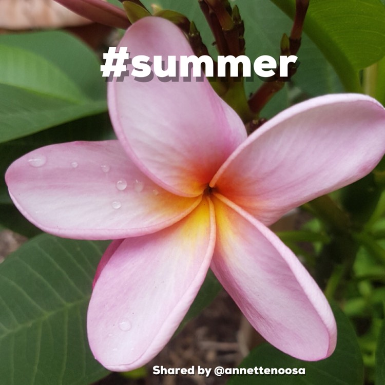 Plant image Plumeria Rubra 'Darwin Blues'