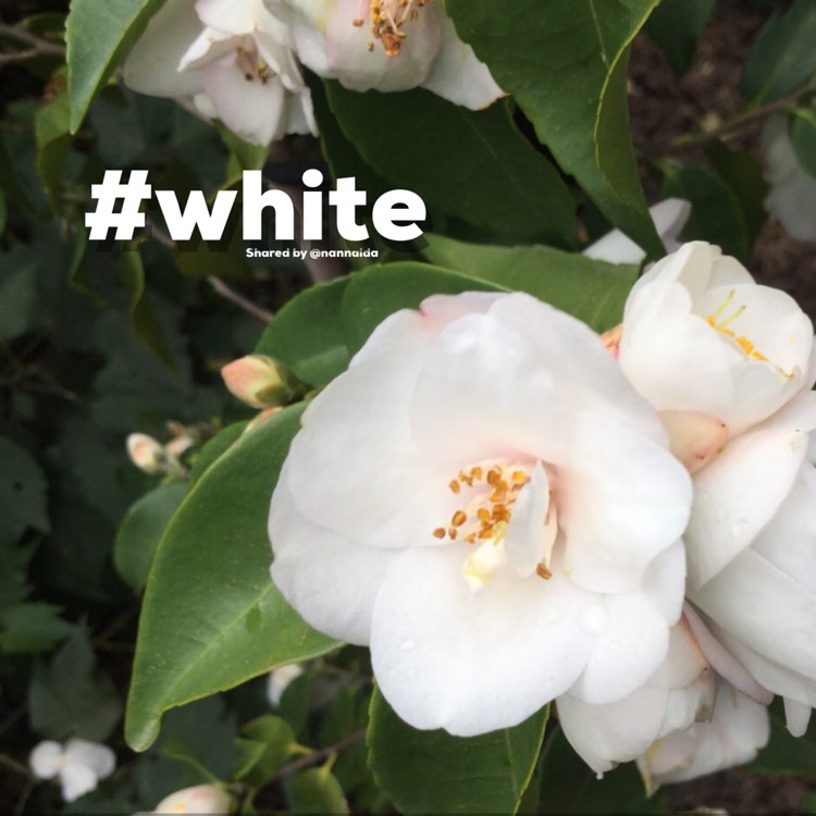 Plant image Camellia sasanqua 'Starry Eyes'