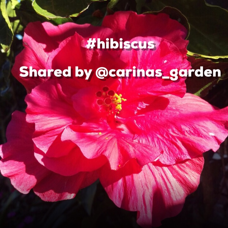 Plant image Hibiscus rosa-sinensis 'Sabrina'