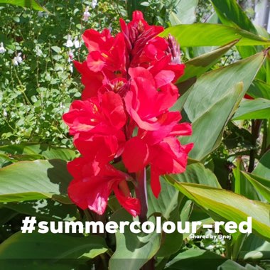 Canna 'Tropical Ruby'