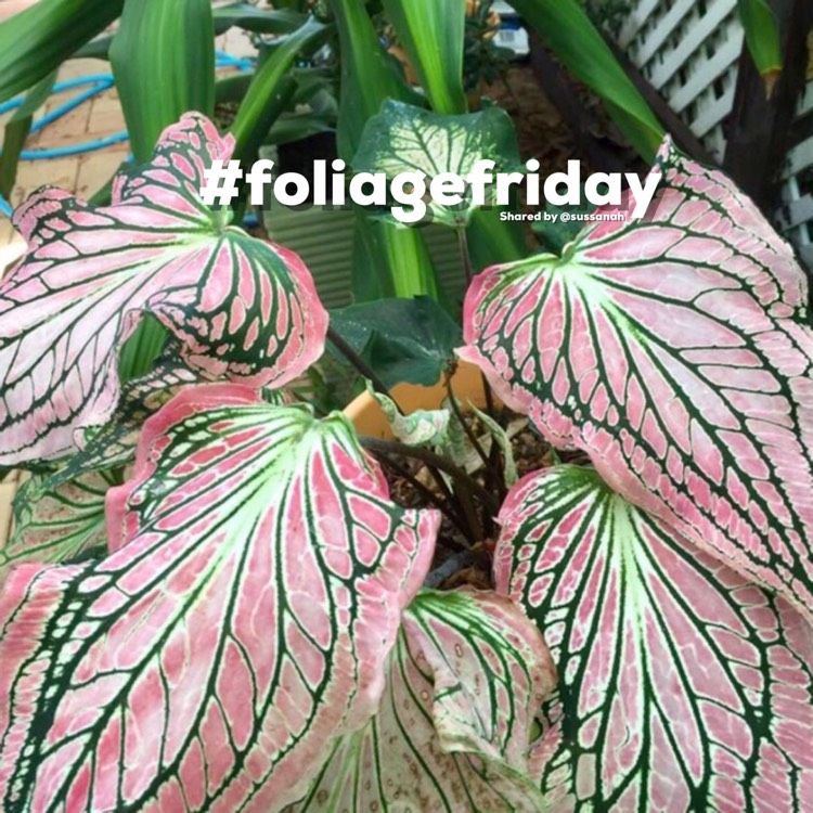 Plant image Caladium 'Kathleen'