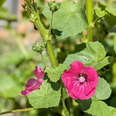 Tree Mallow 'Rosea'