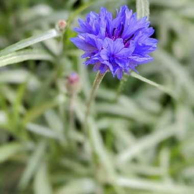 Cornflower