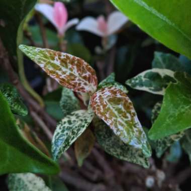 Star Jasmine 'Tricolor'