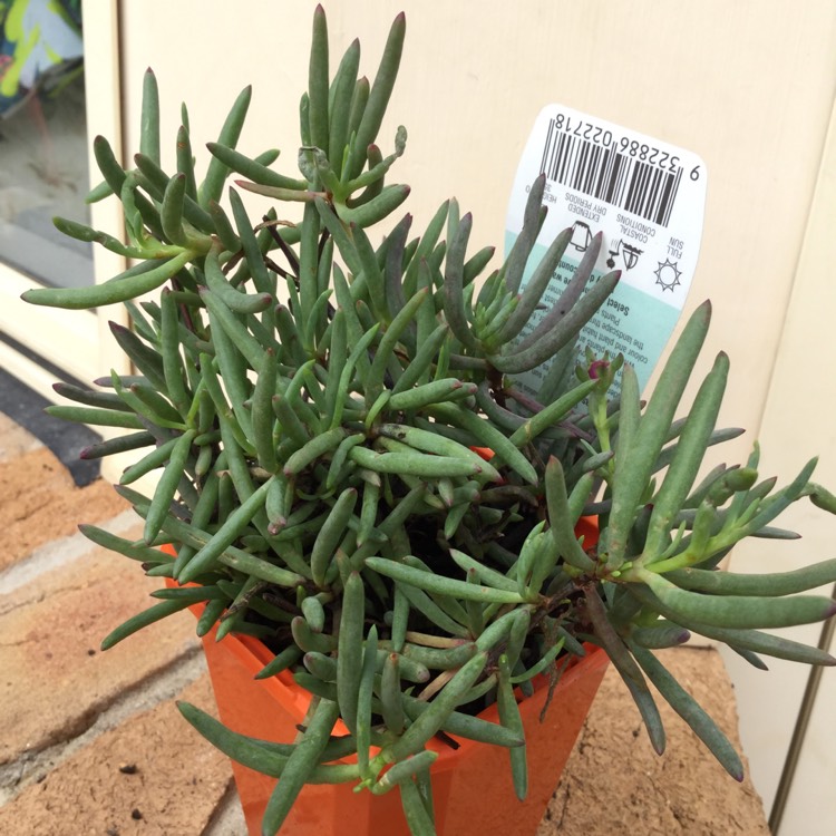 Plant image Mesembryanthemum spectabile syn. Lampranthus spectabilis 'Violet'