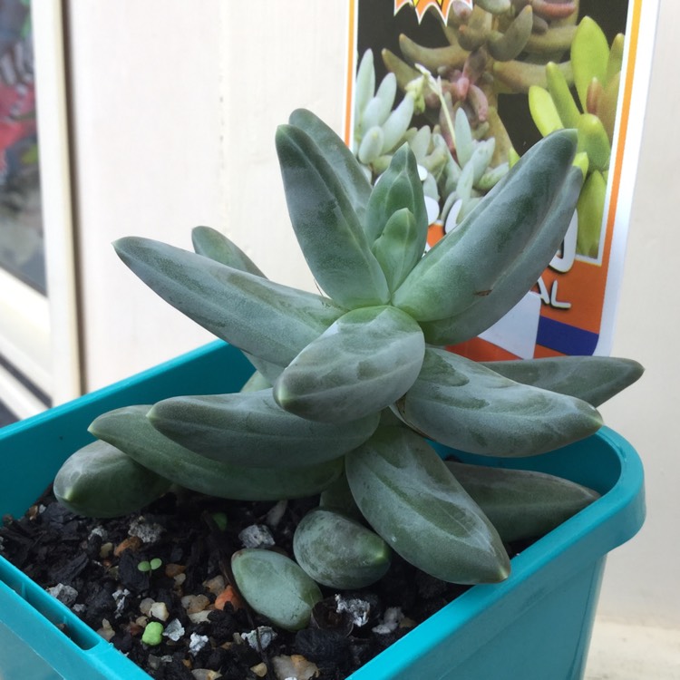 Plant image Pachyphytum