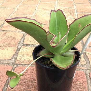 Kalanchoe Synsepala 'Gremlin'