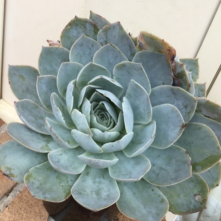 Plant image Echeveria Domingo