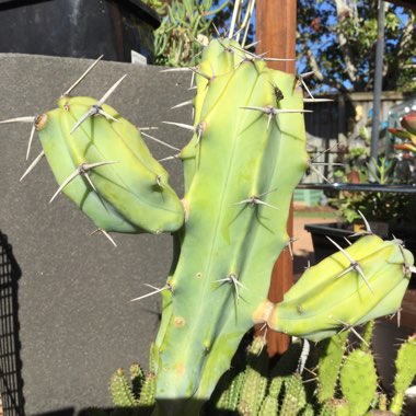 Pilosocereus glaucescens