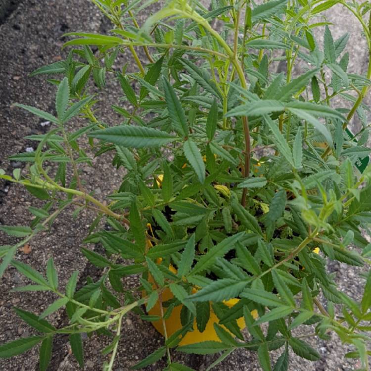 Plant image Tagetes lemmonii