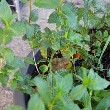 Mentha spicata var. crispa 'Moroccan'