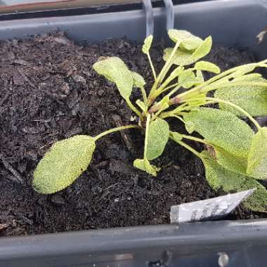 Salvia officinalis 'Icterina' syn. Salvia officinalis 'Variegata'