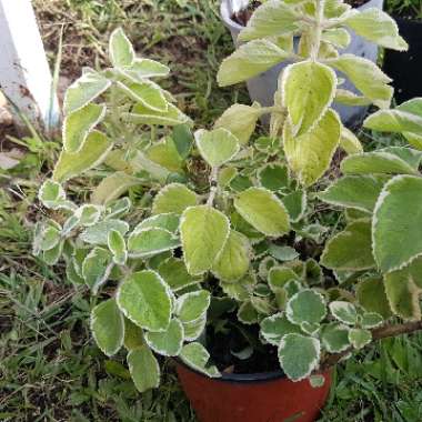 Coleus amboinicus 'Variegatus' syn. Plectranthus amboinicus 'Variegatus'