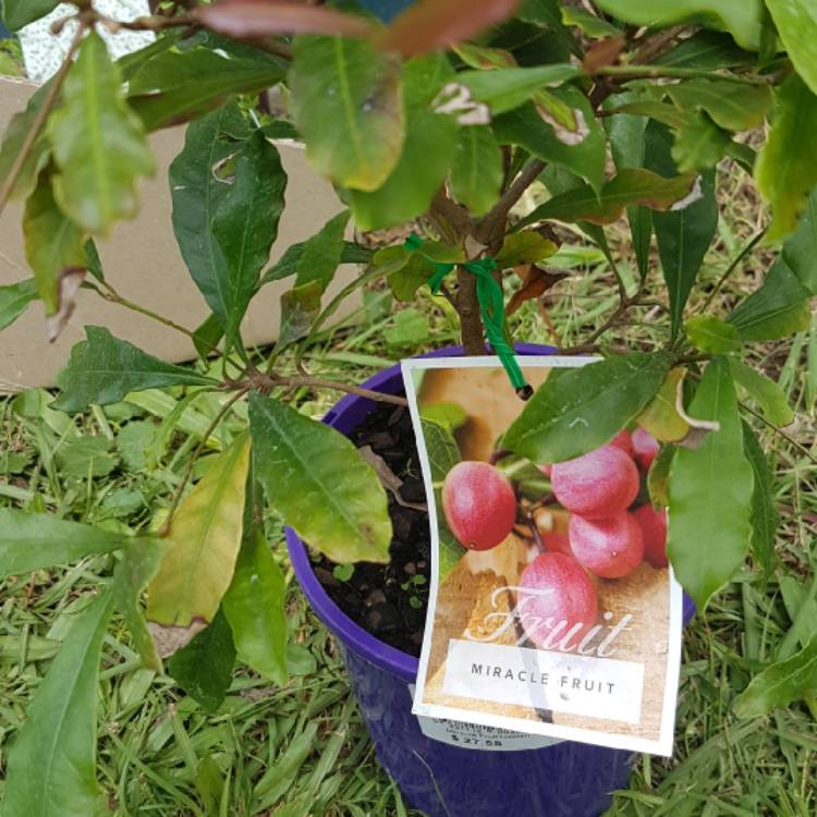 Plant image Synsepalum dulcificum