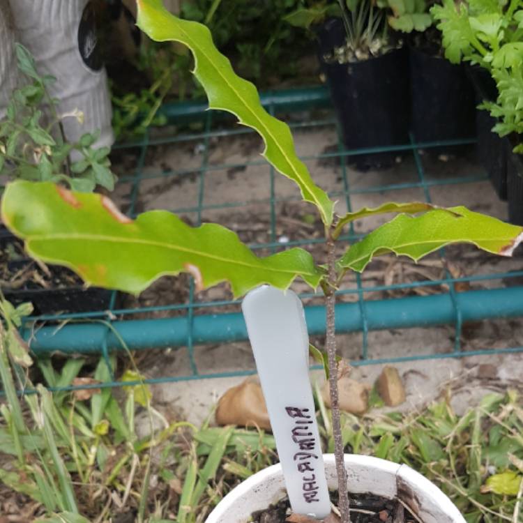 Plant image Macadamia ternifolia