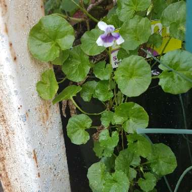 Viola hederacea