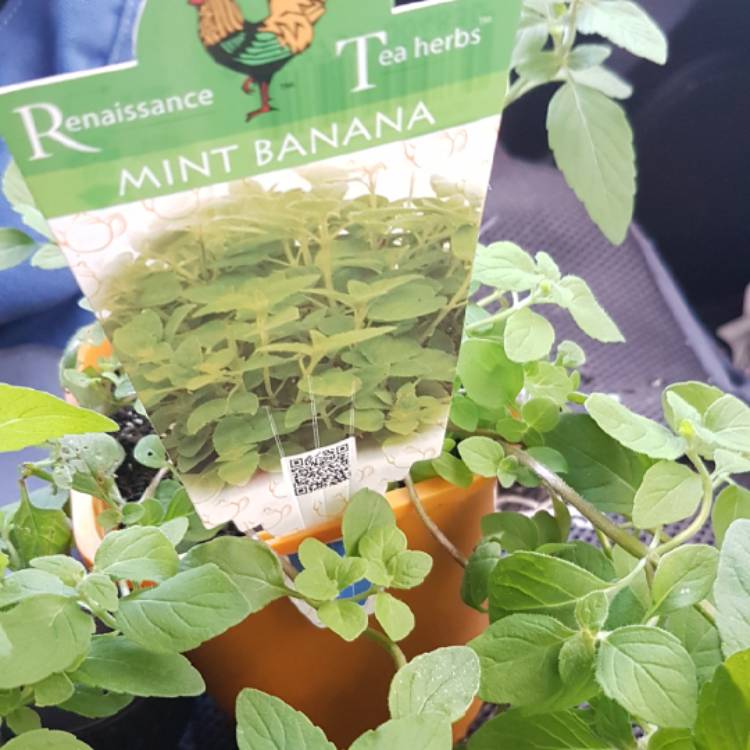 Plant image Mentha arvensis 'Banana'