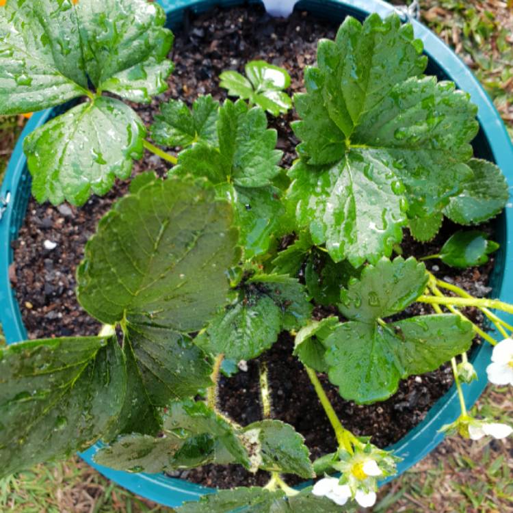 Plant image Fragaria x ananassa 'Frau Mieze Schindler'