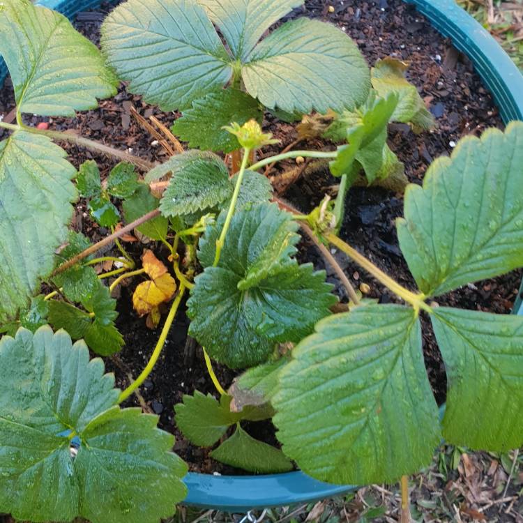 Plant image Fragaria moschata