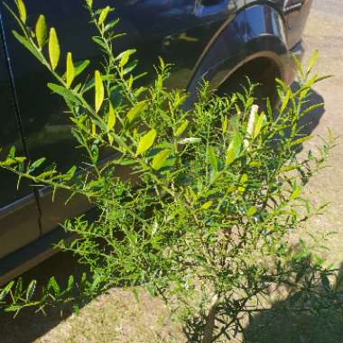 Microcitrus australis