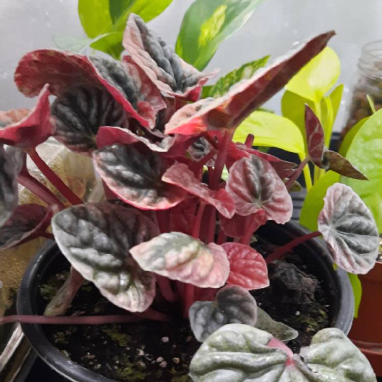 Plant image Peperomia caperata 'Apricot'