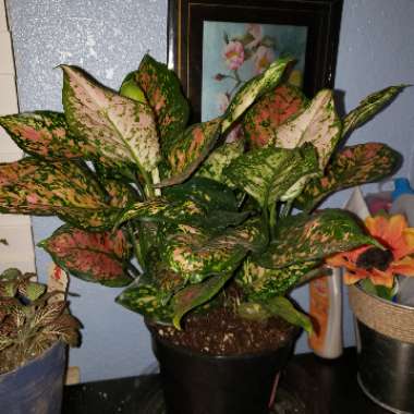 Aglaonema 'Pink Dalmatian ; syn. Aglaonema  commutatum 'Pink Dalmatian'