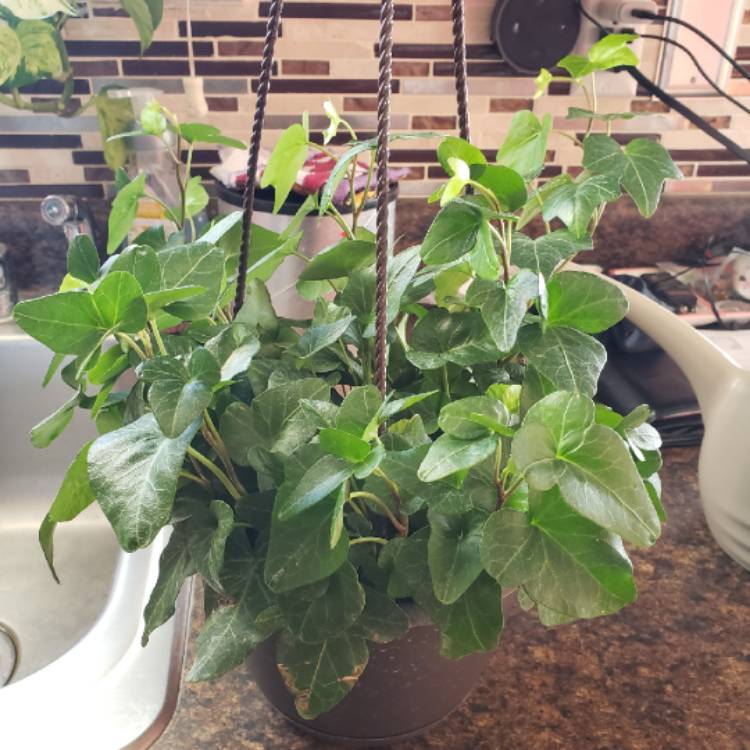 Plant image Hedera helix 'Silver Bells'