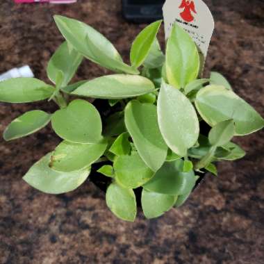 Peperomia Orba