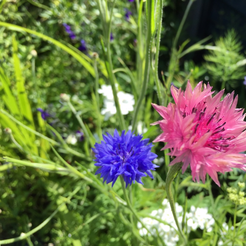 Cornflower