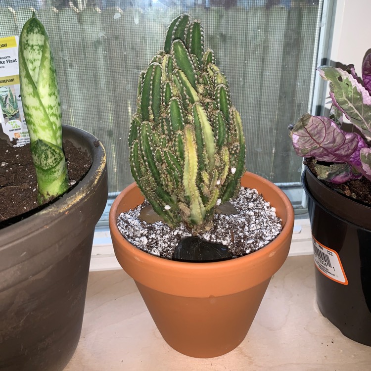 Acanthocereus tetragonus Fairy Castles syn.Cactus tetragonus, Cereus ...