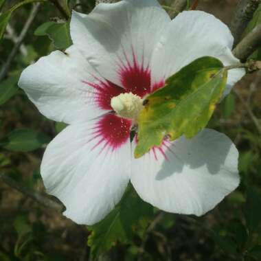 Rose Of Sharon 'Red Heart'