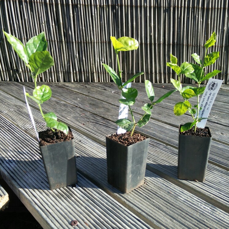 Arabian Jasmine